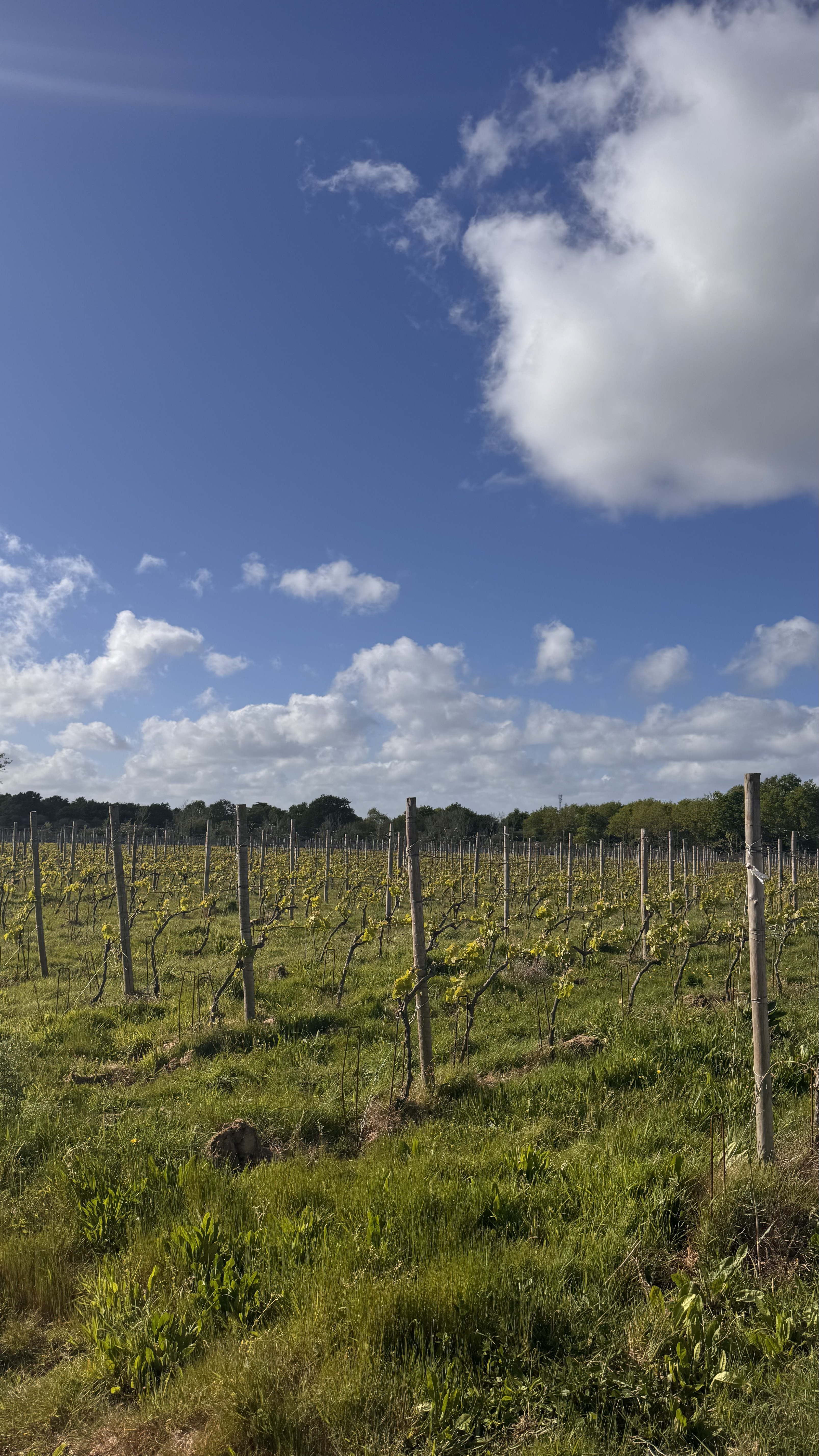 Vignoble de la Presqu'île de Rhuys — Morbihan